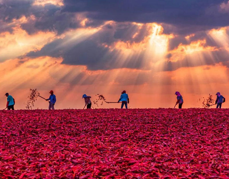 【新长治】凯发20年一路同行生物辣椒红：以创新铸就不成复造的成本优势